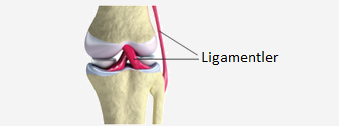 Eklem bölgelerindeki kemikleri, birbirine bağlayan ligament adı verilen yapılar